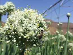 Some of our flowers are bloomable all year round in our fresh from the farm, we pride ourselves on delivering flowers to all areas in south africa. Onion Flowers Pollination In South Africa Haifa Group
