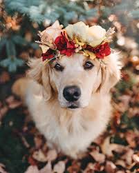 Find over 100+ of the best free puppy images. I Want To Be This Dog R Aesthetic