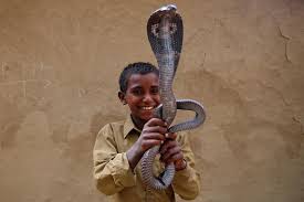 Image result for snake charming indian