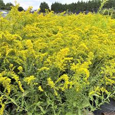 Image result for Solanecio cydoniifolius