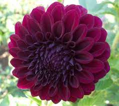 Shadow Cat Dahlias By Flower Name