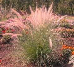 Pink Ornamental Grass Ornamental Grasses Stone Landscaping Grasses Garden