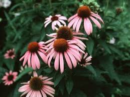 Image result for Echinacea purpurea `Magnus`