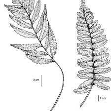 Image result for Asplenium centrafricanum