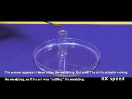 Résultat de recherche d'images pour "ants and mealybugs"