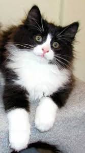 nimrod norwegian forest cats love black and white cats beautiful norwegian forest cat pretty cats forest cat