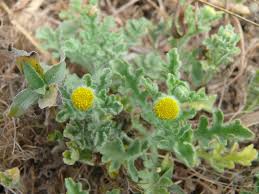 Image result for Grangea maderaspatana