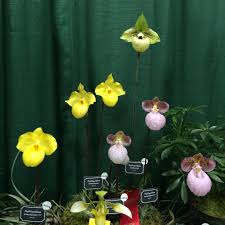 Image result for Ypsilopus erectus