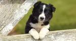 350+ Best Border Collie Names: Traditional, Best & Famous ...