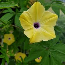 Image result for Ipomoea tuberculata