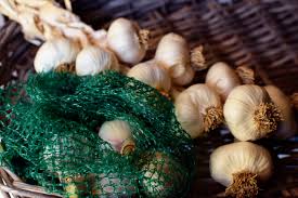 Check spelling or type a new query. How To Harvest And Store Garlic