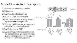 Membrane Structure And Function Ppt Download