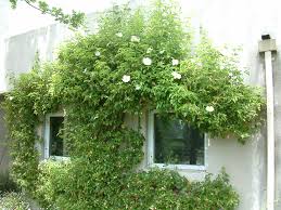 Image result for Rosa laevigata