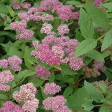 Image result for Spiraea x bumalda ´Crispa