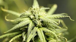 Wie der anbau ist auch die ernte der früchte einfach und unkompliziert. Cannabis Ernte Fiel Reicher Aus Als Gedacht Allersberg Nordbayern