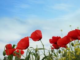 Memorial to Lynn Wildman.