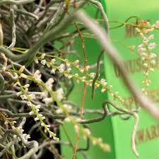 Image result for Microcoelia exilis