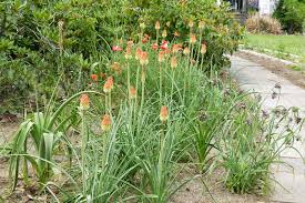 Image result for Cleome schimperi