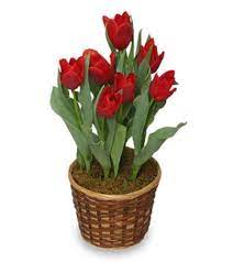 We did not find results for: Tulip Potted Plant Riverview Fl Florist