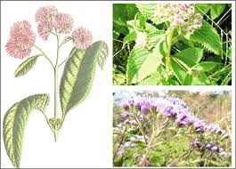 Image result for Bothriocline