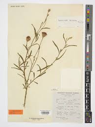 Image result for Vernonia fastigiata