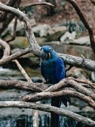 Looking for the best wallpapers? Parrot Old Mobile Cell Phone Smartphone Wallpapers Hd Desktop Backgrounds 240x320 Images And Pictures