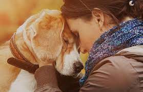 Pet rescue saga is a puzzle game that challenges you to break sets of blocks to clear each of the levels and rescue the animals inside them. Pet Microchip For Dogs And Cats Homeagain Pet Id Recovery Service