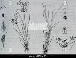 Image result for Fimbristylis complanata