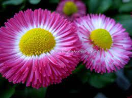 Pin On Flowers English Daisies