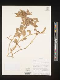 Image result for Crotalaria argyrolobioides