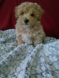We did not find results for: Maltipoo Puppies For Sale Lancaster Puppies Maltipoo Puppy Maltipoo Puppies For Sale Maltipoo