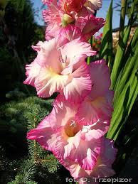 Gladiolen mögen es warm und sie werden daher im frühjahr/sommer gepflanzt. Gladiole Gladiolus Priscilla Pflanzen Enzyklopadie