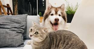 We did not find results for: Como Eliminar Pulgas Y Tener Un Hogar Libre De Ellas Hipotecario Seguros