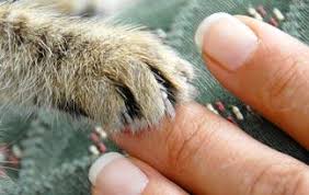 How To Clip Cat Claws Animal Planet
