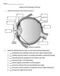 No matter how simple the math problem is, just seeing numbers and equations could send many people running for the hills. A P Eye Anatomy And Physiology Worksheet Quiz By Urbanethology Tpt