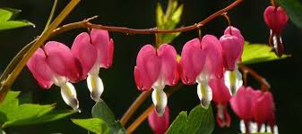 Bleeding heart vine makes a charming house plant. Old Fashioned Bleeding Hearts For Lovely Spring Blooms Dave S Garden