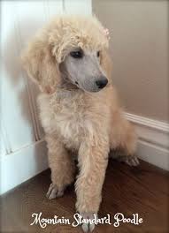 40 Poodle Haircuts You Ll Definitely Love Hairstylecamp In 2020 Poodle Puppy Poodle Puppy Standard Poodle Haircut