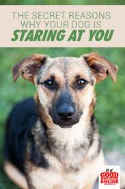 Why Does My Dog Stare At Me What Does It Mean Good Doggies Online Training Your Dog Your Dog Dog Training