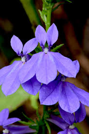 Image result for Lobelia petiolata