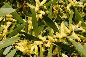 Acacia Sophorae Photo Australian Native Garden Evergreen Shrubs Native Garden