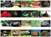 لیست ماهیان آب شیرین به همراه توضیحات و تصاویر