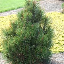 Sow seeds in containers in a cold frame in spring. Bosnian Pine Pinus Heldreichii My Garden Life