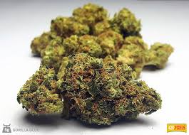 Gorilla glue #4's aroma is pungent and skunky, transporting you to the scents of an indoor cannabis farm. Gorilla Glue Sorteninformationen Cannaconnection Com
