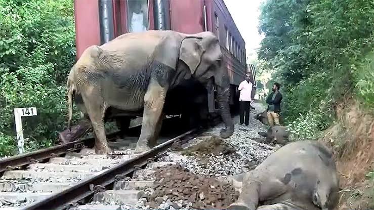 Six elephants killed in collision with Batticaloa-Colombo 'Meenagaya' train  | Onlanka
