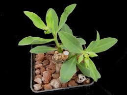 Image result for Euphorbia platycephala