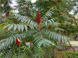 Rhus Typhina Rhus Hirta Staghorn Sumac Plants Shrubs Sumac