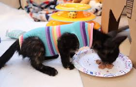 After your dog or cat has had surgery (no matter how old or young they are). Kitten Sock Onesie Diy Craft For Your Furbabies After Spay Neuter Day Kitten Socks Diy Kitten Clothes Cat Diy Crafts