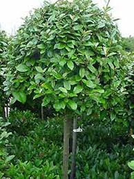 Elaeagnus Ebbingei Wintergrune Olweide Garden Design Layout Garden Design Patio Trees