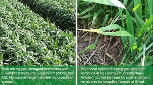 Luximax and Voraxor comparison, Lake Bolac, Victoria with Phil Hoult