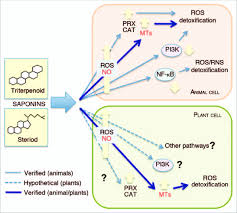 A major difference between the plant cell and animal cells is that animal cells are round in shape whereas plant cells have a rectangular shape. Signal Transduction Pathways Involved In The Cell Response To Cytotoxic Download Scientific Diagram